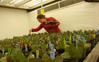 Researcher Amy Hastings collects data on milkweed.